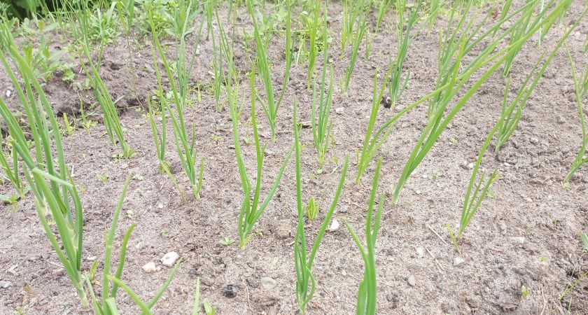 2 ложки в воду — и луковицы размером с арбуз: перья не пожелтеют и не увянут