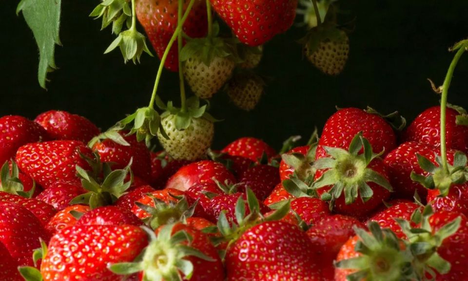 Если мечтаете о сладкой клубнике — спасет всего 1 продукт с кухни: делаю «хлебную» подкормку — не грядка, а ягодная поляна