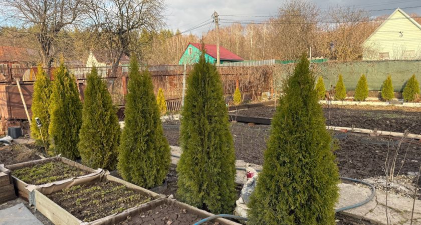 С 18 апреля на деревья и кустарники вводится строгий запрет: приняли решение для всех россиян, у кого есть дача или участок — новые штрафы