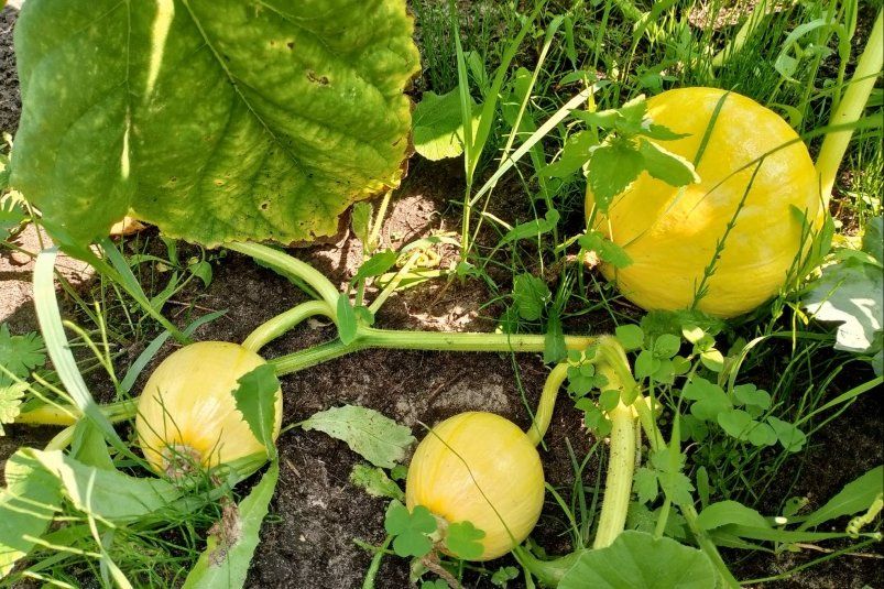 Серьёзные ошибки при подкормке растений: как не убить свой урожай