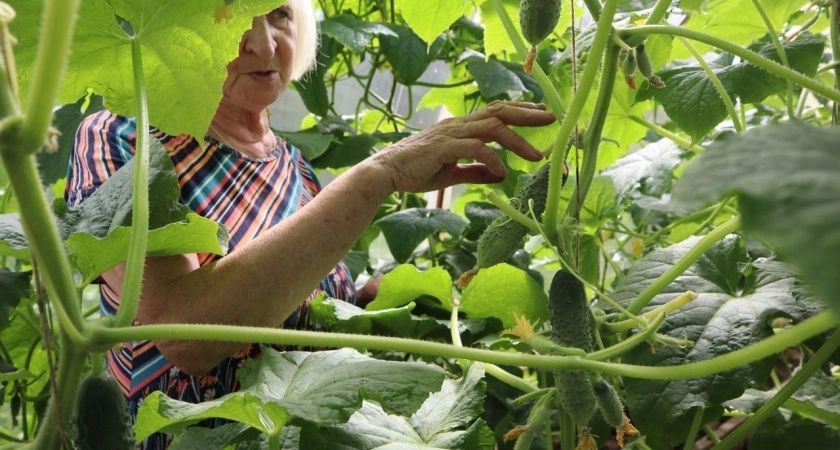Теперь всегда делаю только такую подвязку для огурцов: идею подглядела у местного фермера