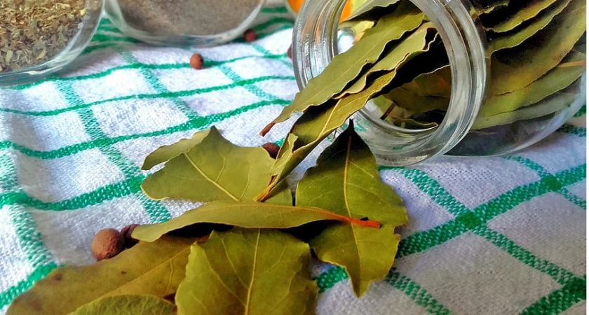 Лавровый лист: полезные свойства для вашего дома и улучшение качества сна