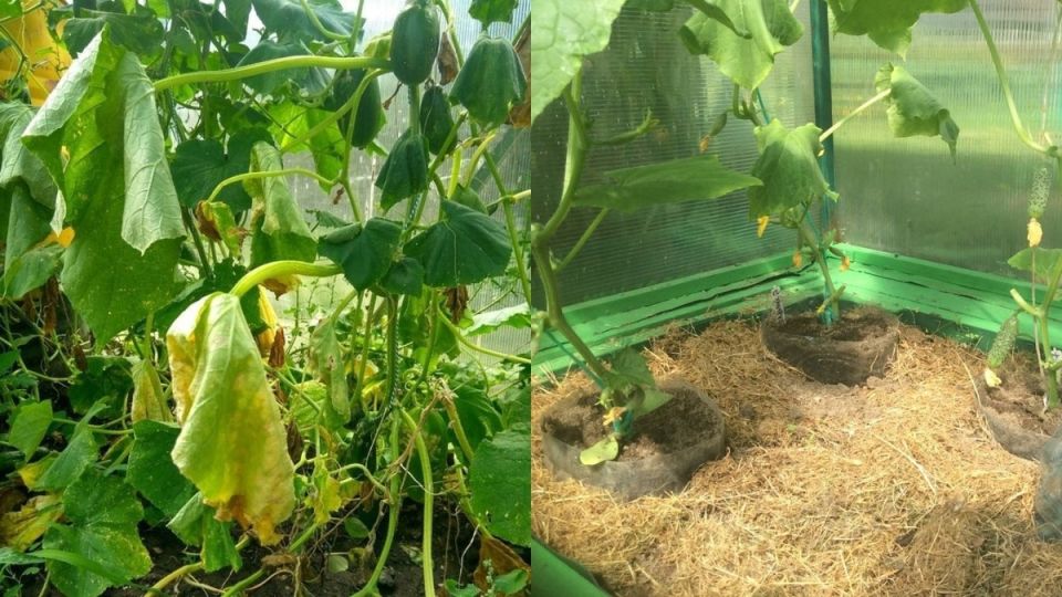 Как пластиковые кольца помогут увеличить урожай огурцов в разы