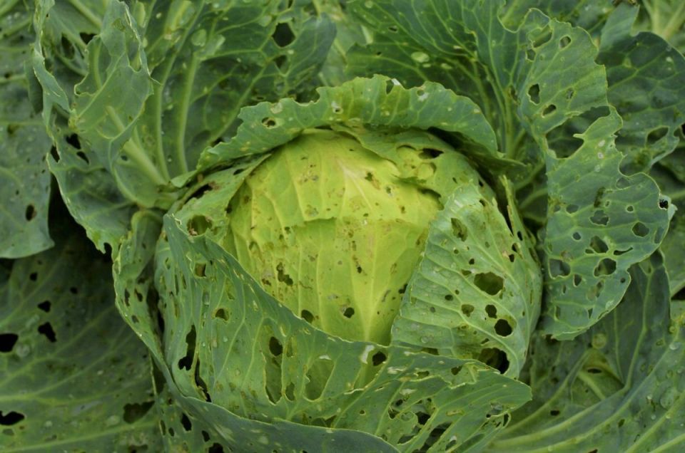 Как естественный грибок помогает в борьбе с вредителями на огороде