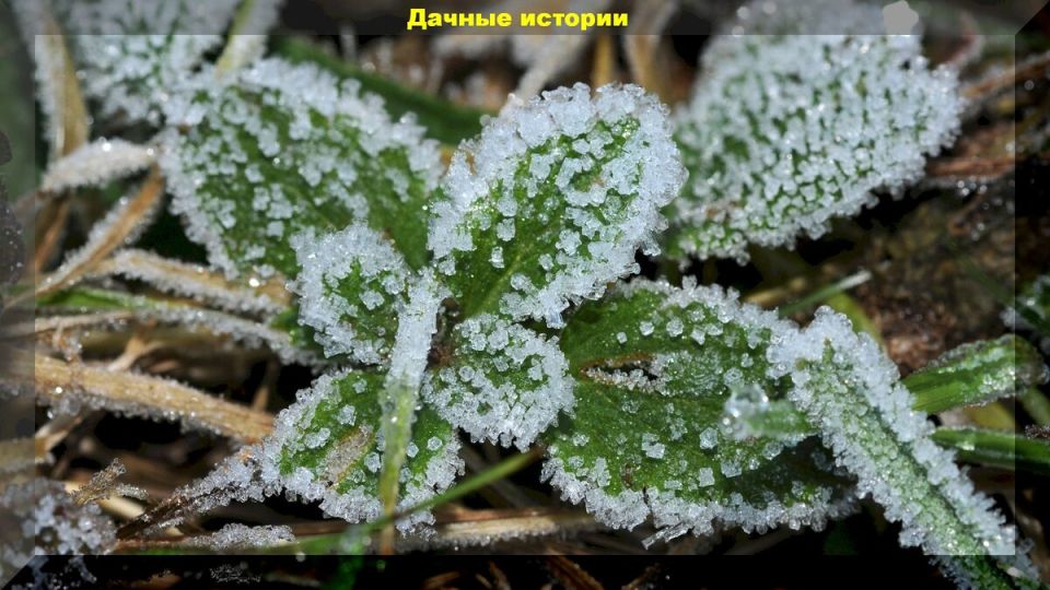 Как спасти растения от заморозков: эффективные советы для садоводов