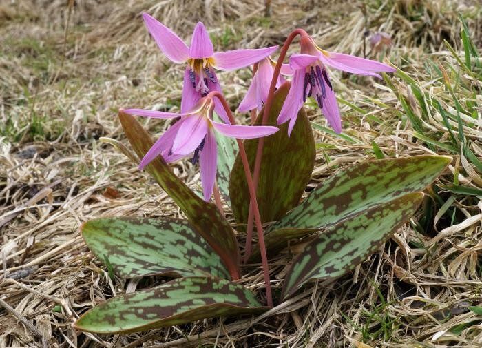 Эритрониум: красота весеннего сада, которую стоит оценить
