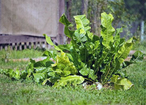 Как справиться с разбежавшимся хреном: опыт дачников на практике