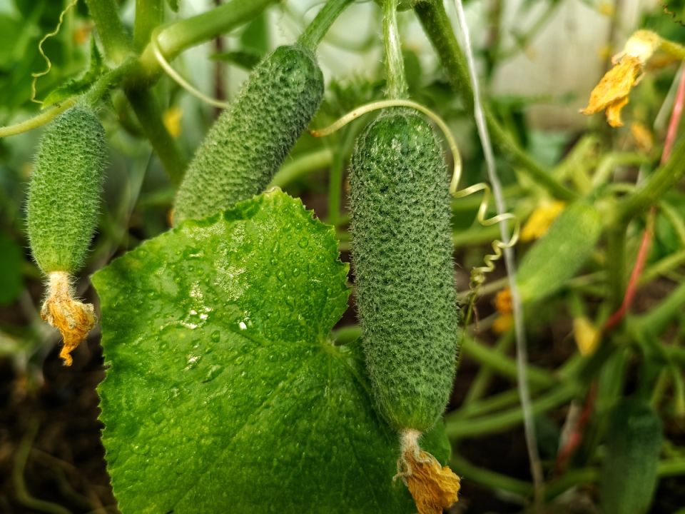 5 самых необходимых удобрений для вашего дачного участка: как выбрать и применять