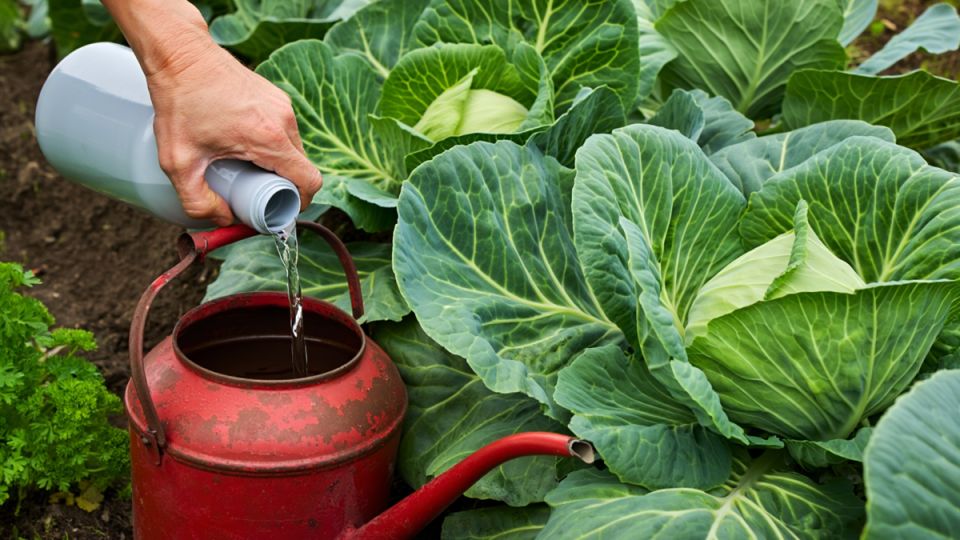 Как вырастить капусту: секреты успешного сбора урожая в августе