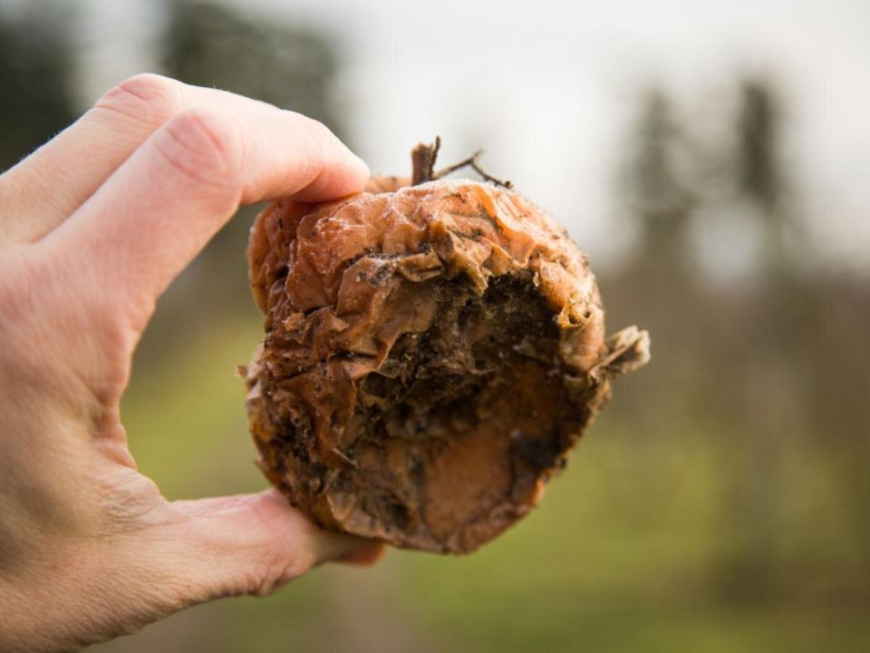 Как избежать беды: борьба с плодовой гнилью и основные ошибки садоводов