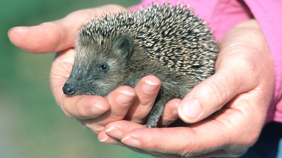 «Ведет себя очень шумно»: почему еж не подходит в качестве домашнего питомца