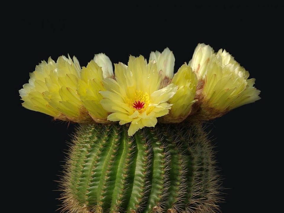 ������� �������� ��������: ��� ��� � ������� ���� ���������� �������