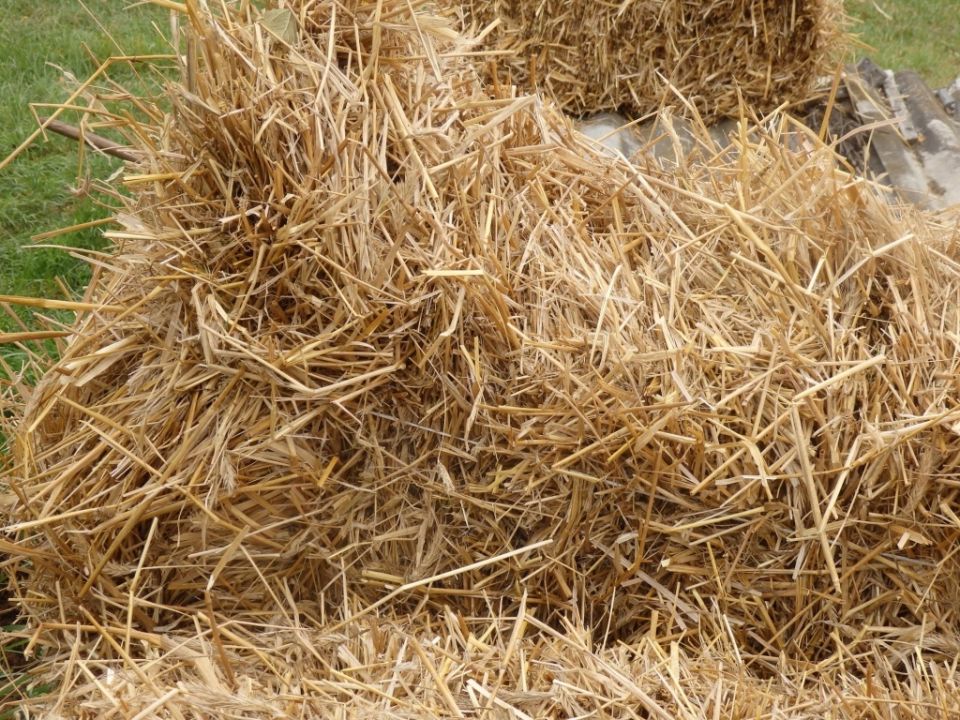 Солома как альтернатива сена: секреты эффективного кормления животных