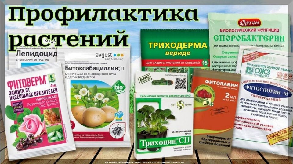 ������������: ���� � ������ � �������� � ����� �� ����������