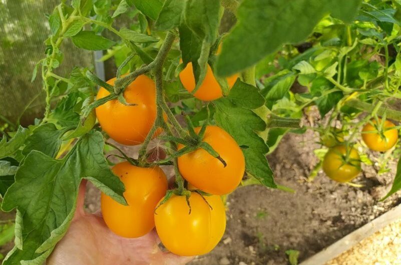 ������ ������: ��� ����� ����� � ������ ������ ��� ������ ����