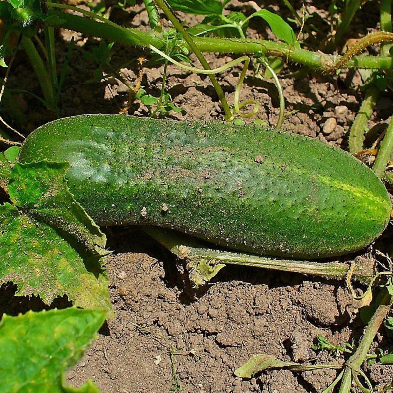 ������ ���������� ������� ��� �������� �������