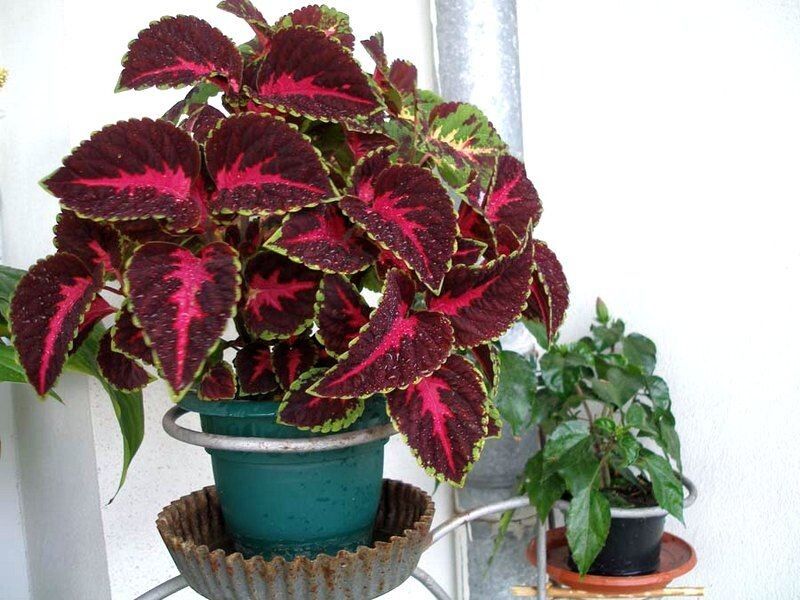 ���� �� ��������: ������� ��������� �����������