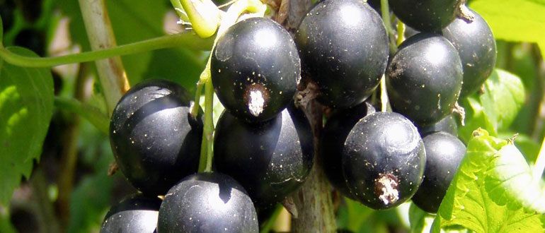 �������� ���� �� ����������: �������� ���� ��� �������� ������