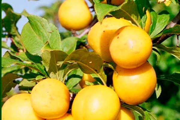 ����� ����: �������������� ����, ������� �������� �������� ������