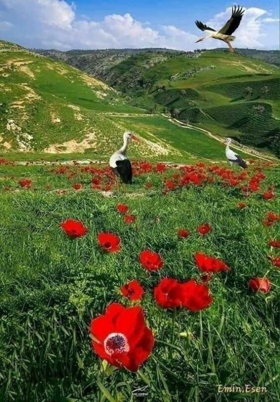 ����� ����������: ��� ��� ����?