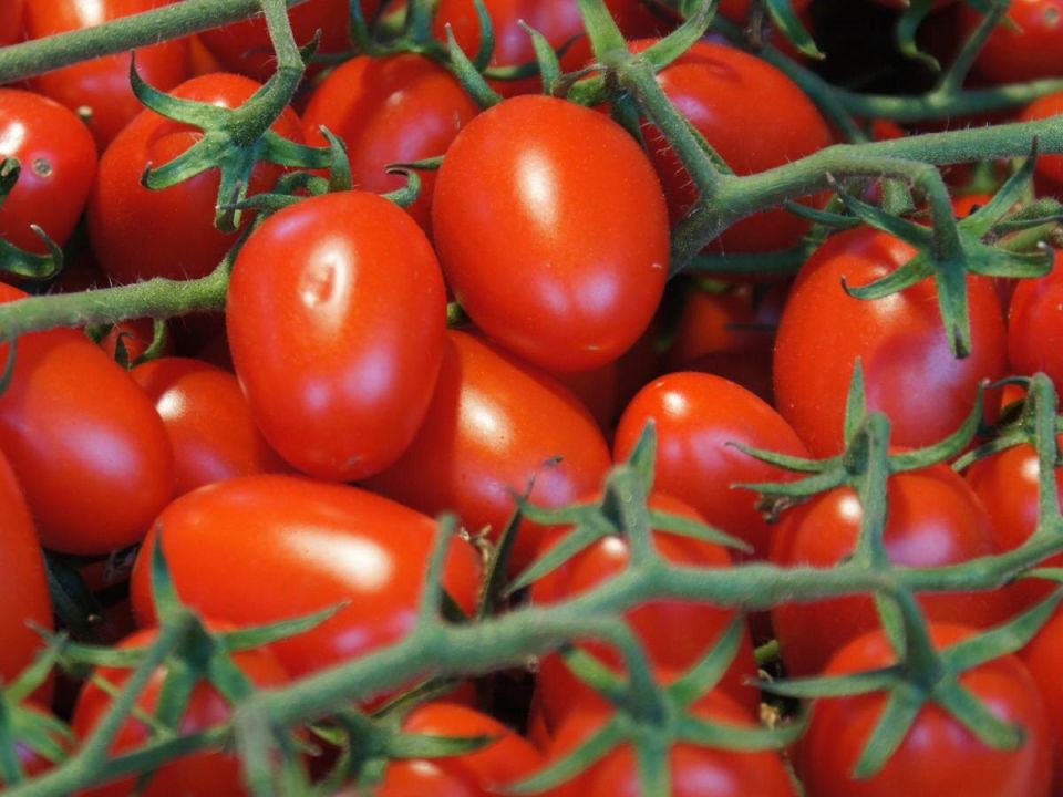 Томатный секрет: как обычная сода может увеличить ваш урожай