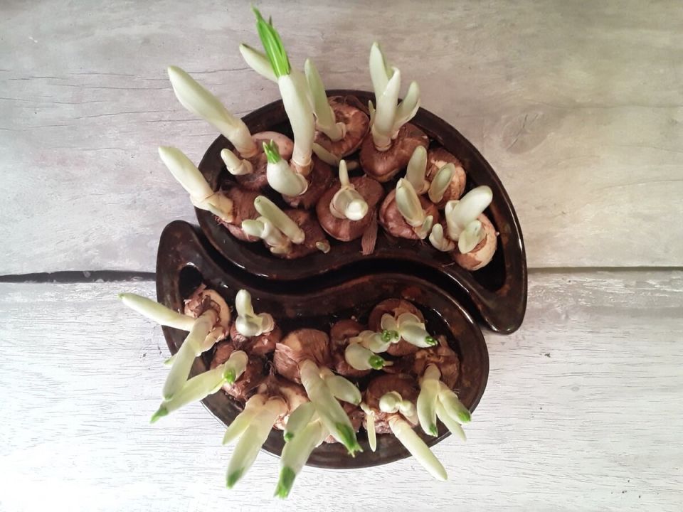 ��� ������� �������� ����������: ������� �������� ������� ��������