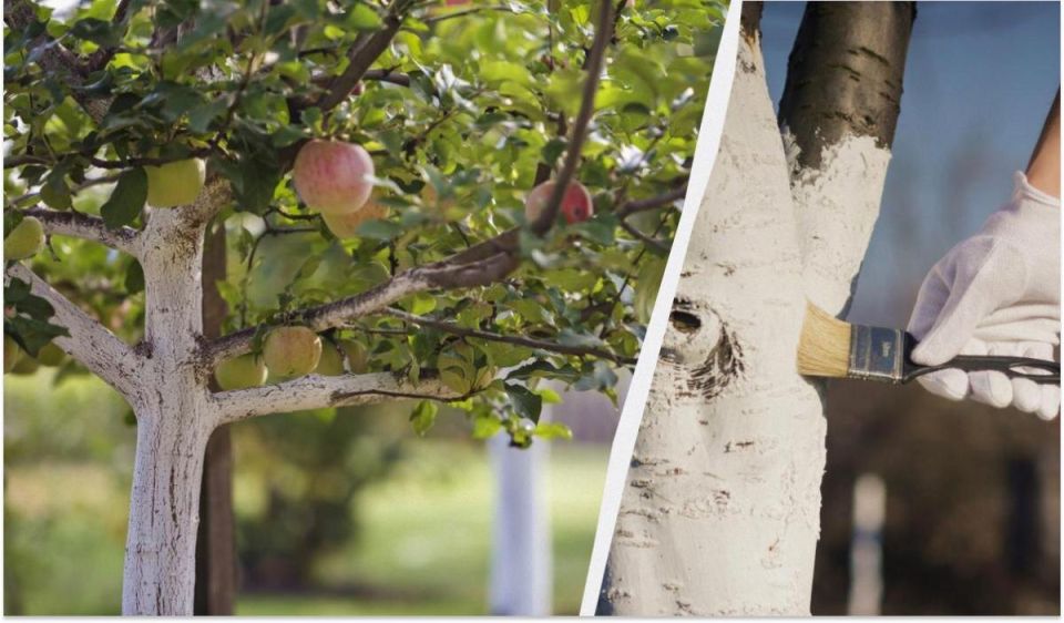 ��� ���������� ����������� ������ ��������: ������� ���������� �������