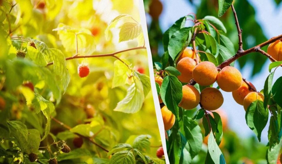 ��� ��������� ������ �������: ������ ������ ��� ����� � �����