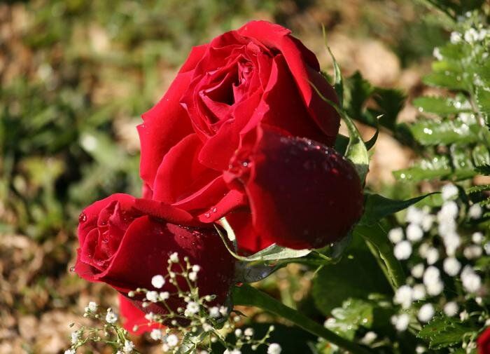 ����������� ����: �������, ������� ������ ����������