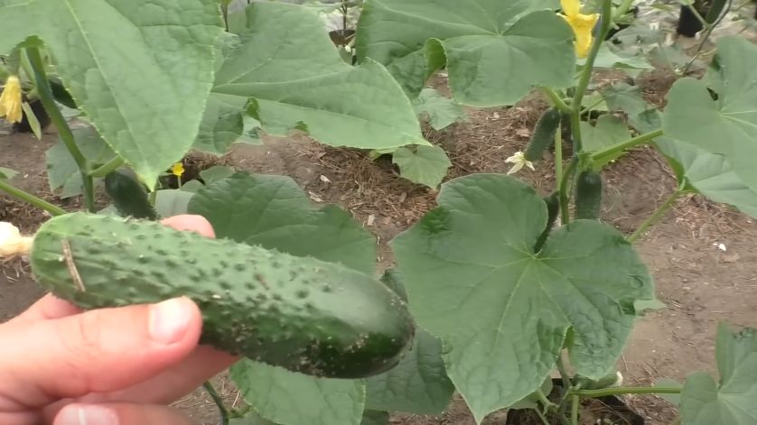 ������ ��� ���������� �������: ��� ��������� ������ � ��� ����