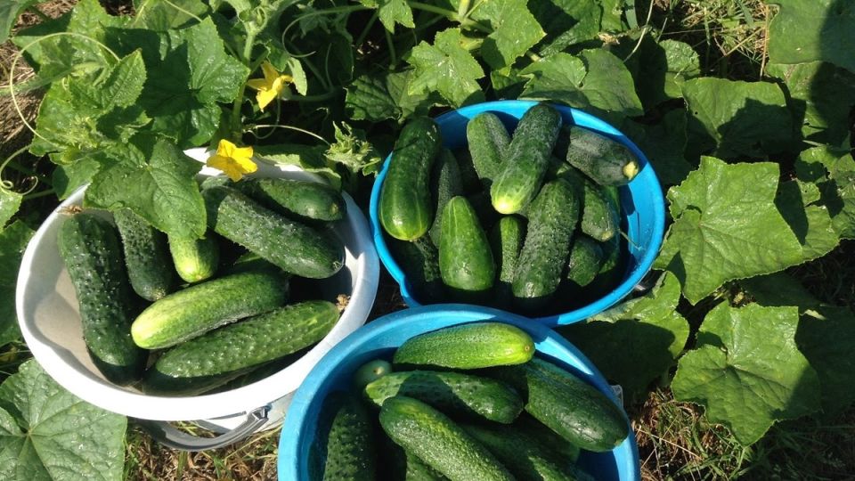 ������� ��������� ����� �� �������� � ������� � ��������