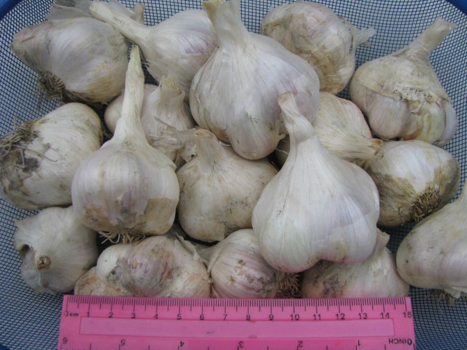 ������� ����������� �������� �������