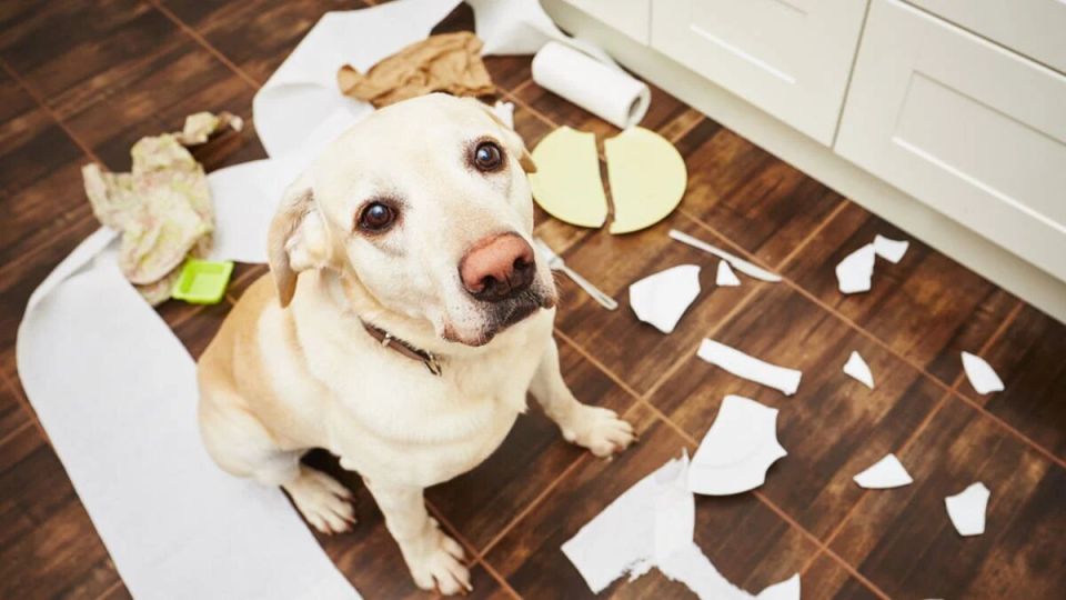 ������� ��������: ����� ������ ����� ��������� ������� � ����