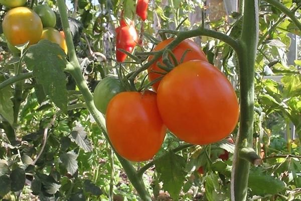 ������ �����: ������� ��������� ����������� ��� ����� ������