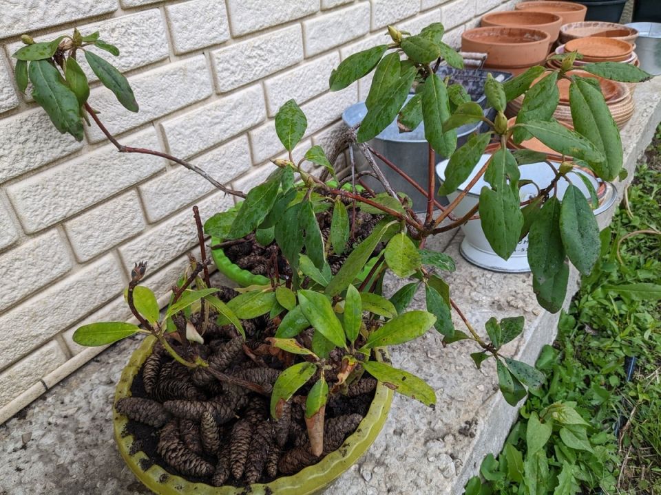 ������� �����������: ��� ��������� � ��������������, ������� �� �����?