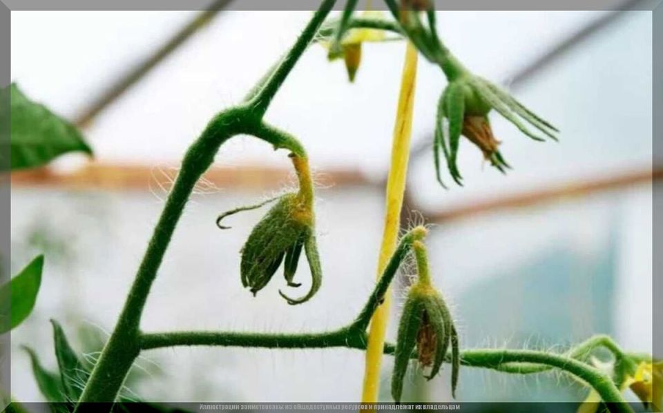 Что влияет на опыление томатов: почему плоды не завязываются и как это исправить