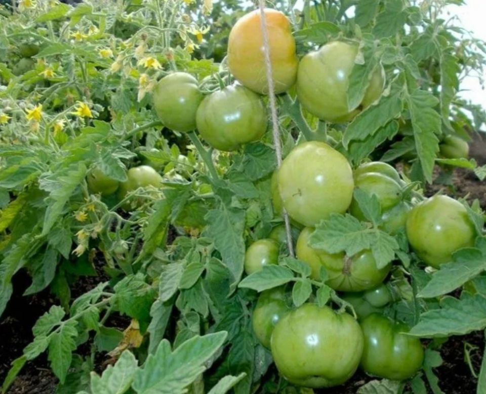 Август: время собирать томаты и секреты их использования