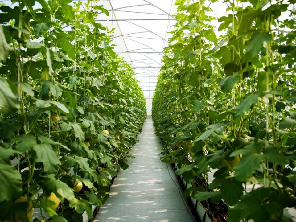 ����� ������: ��� ������� ���������� �������� ���������� ������� ������ ��� ������ ������