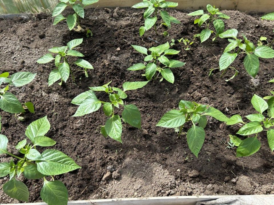 5 растений, которые могут навредить болгарскому перцу