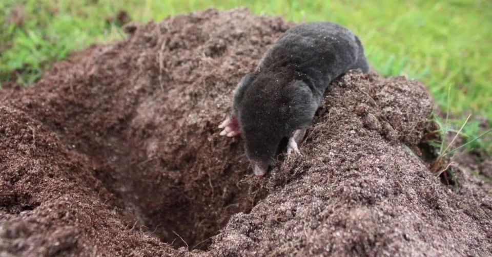 Как эффективно избавиться от кротов на огороде: лучшие советы от опытных садоводов