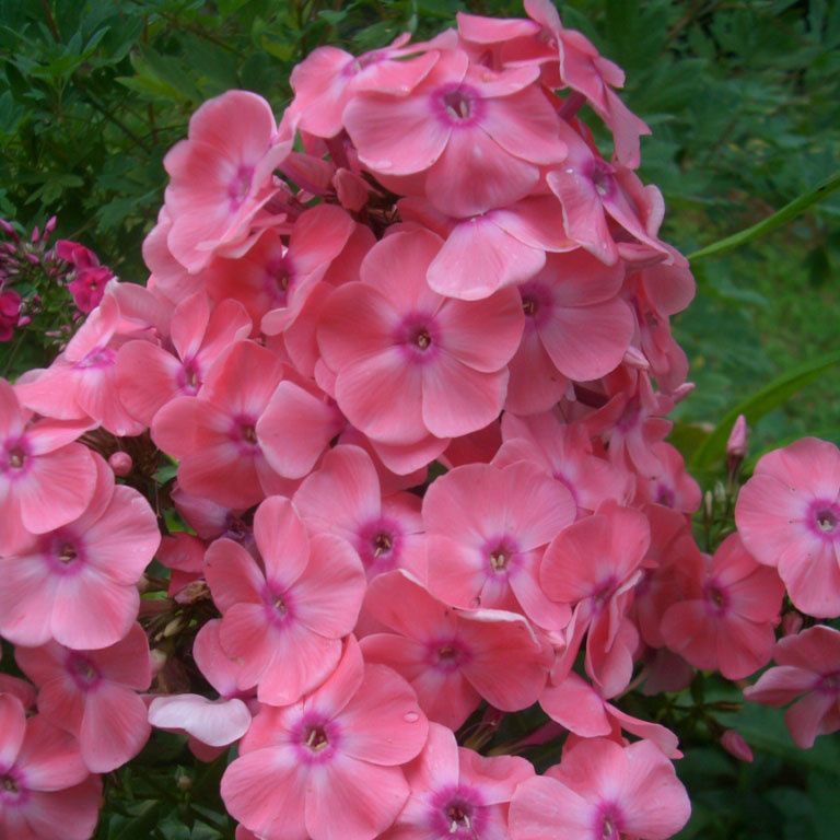 Укрытие многолетников: какие цветы не требуют спешки