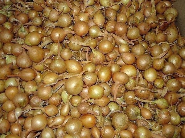 ��� ��������� ������� ��� ������: ������� � �������� ������ � ���� ����� �������