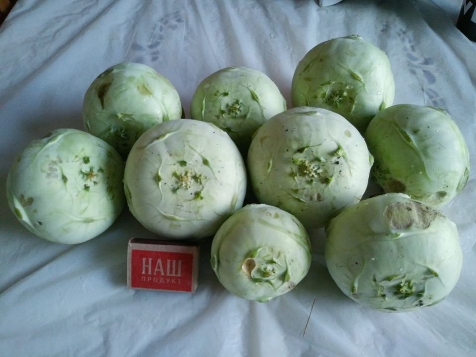 Глазами садовода: как настроение сезона отражается в цветах и мечтах балконной оранжереи