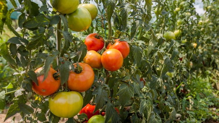 ��� ��������� ������ ��������� �� �������: ��������� ����������� ��� ������ ������