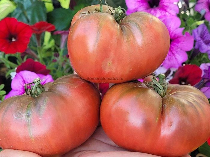 Не фиолетовая клубника: редкий цвет и крупные плоды для гурманов