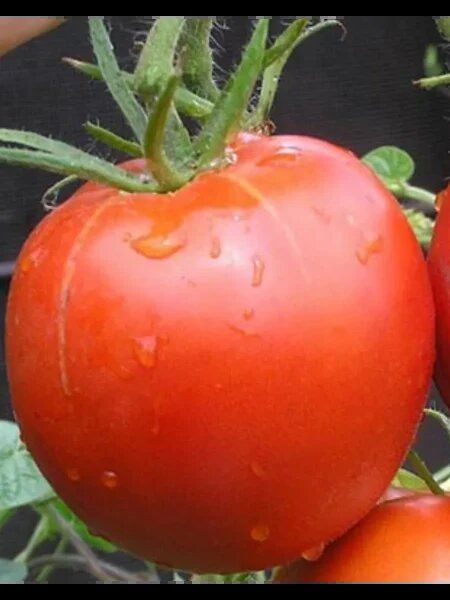 Клубничный десерт: живой томат с ярким вкусом и крупными плодами в теплице