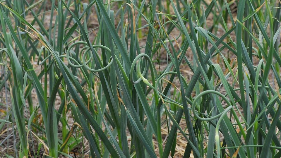 ������ ������ � ��� ������ �� ������: ������� ���������� ��� ���� � �������