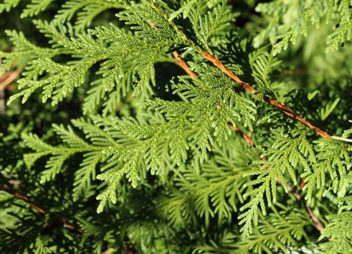 Как сохранять цвет и густоту туй ранней весной