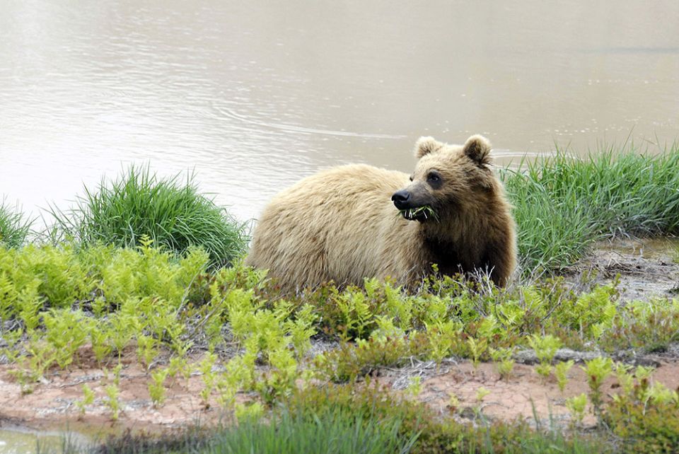 ��� ��������� ������ ������������ ����� �������� �� ������ ������� � ������������