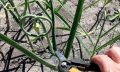 Чесночные стрелки: Почему они важны и как их использовать на пользу